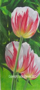 Two Tone Tulips CP e-Packet